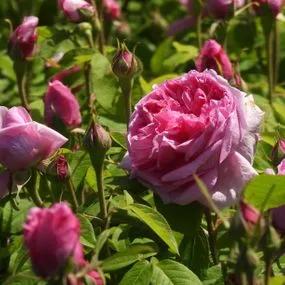 Comte de Chambord Rose (Rosa Comte de Chambord) 3